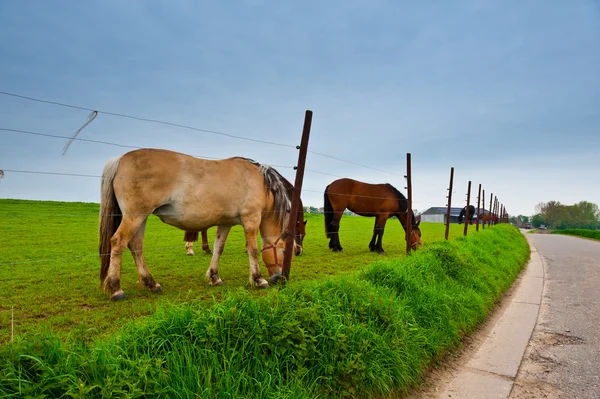 Granja de caballos — Foto de Stock