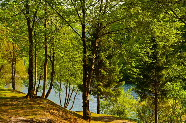 Skogsklädda strand — Stockfoto