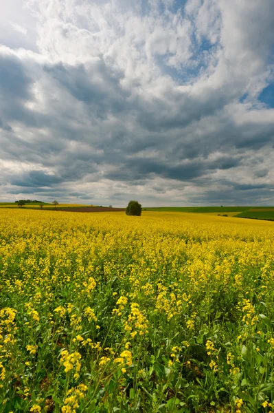 Sarı alanlar — Stok fotoğraf
