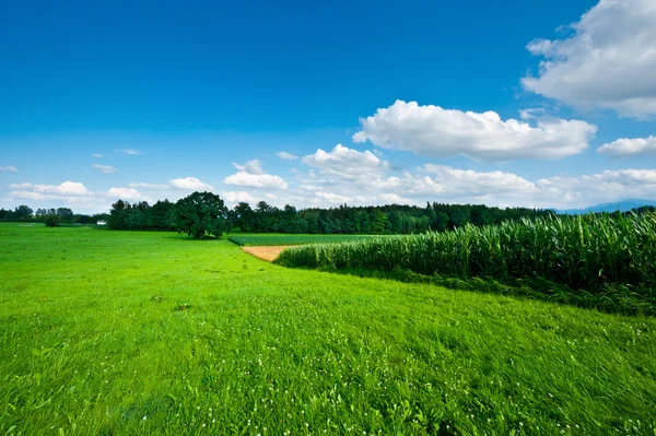 Plantation in Bavaria — Stock Photo, Image