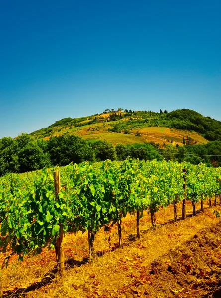 Chianti — Stock Photo, Image