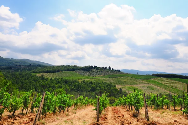 Vineyard and Olive — Stock Photo, Image