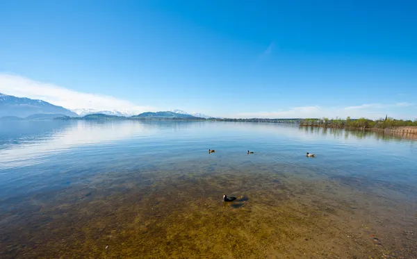 Gräsand ankor — Stockfoto