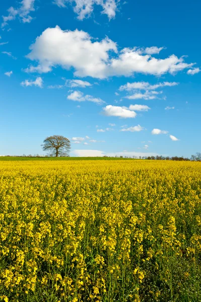 Wiesen der Toskana — Stockfoto