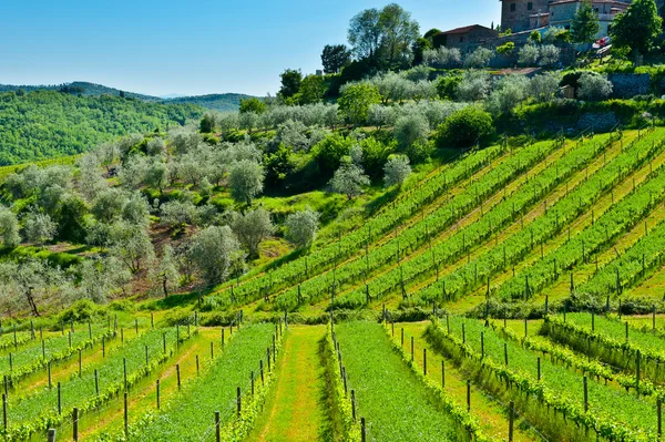 Vineyard and Olive — Stock Photo, Image