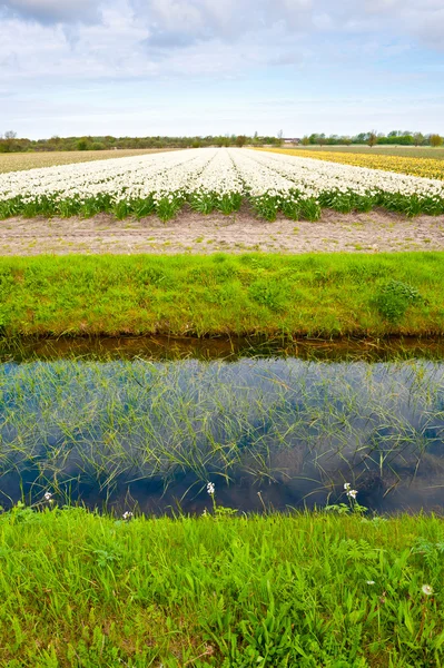 Irrigation Canal — Stock Photo, Image