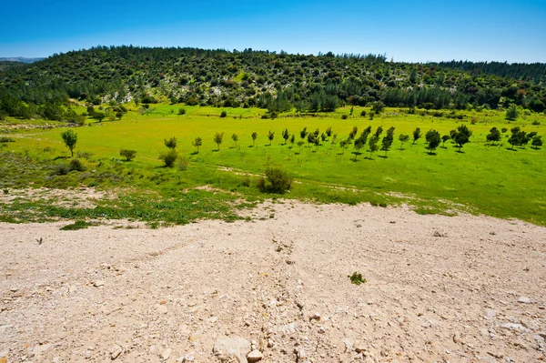 Collina verde — Foto Stock