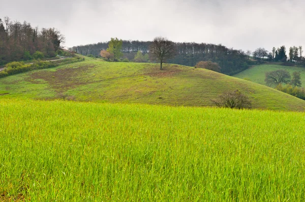 Collines des Apennins — Photo