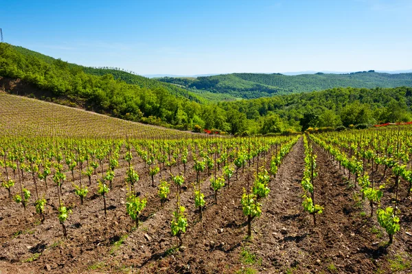 Young Vineyard — Stock Photo, Image