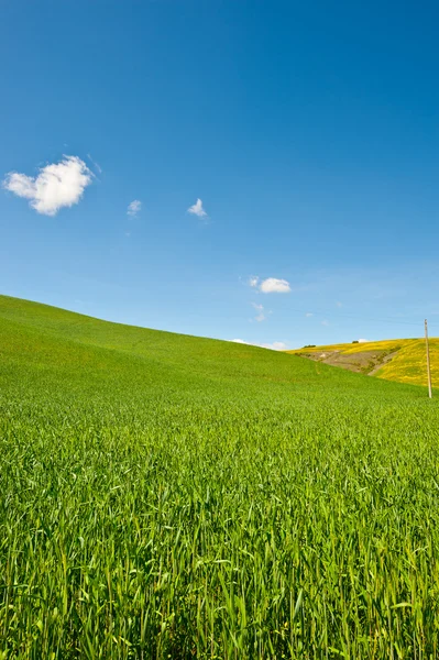 Meadows of Tuscany — Stock Photo, Image