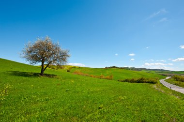 Çiçek açan ağaç