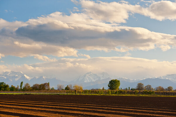 Plowed Field