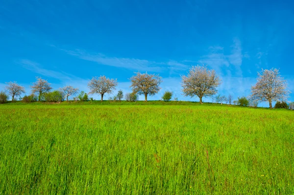 Groene weiden — Stockfoto