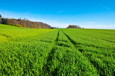 çimenlerin üzerinde izlemek