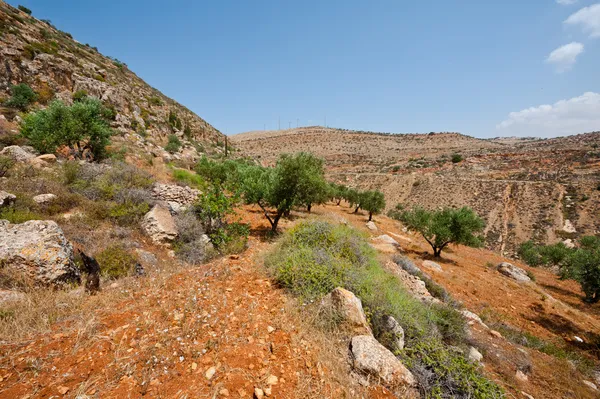 Olijfboomgaard — Stockfoto