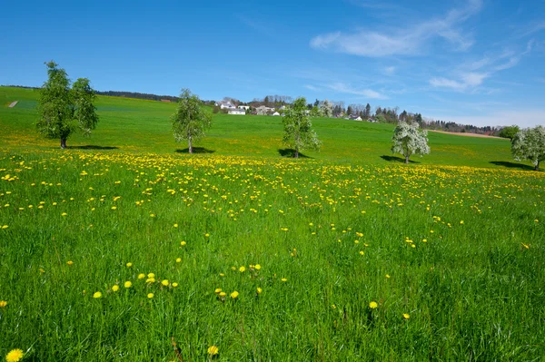 Paardenbloemen — Stockfoto