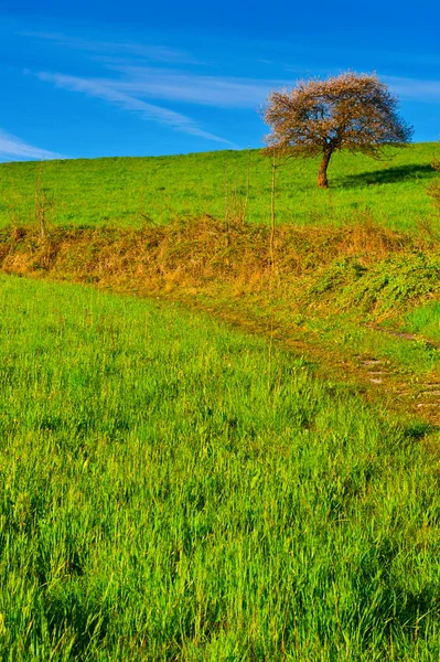 Sloping Meadows — Stock Photo, Image