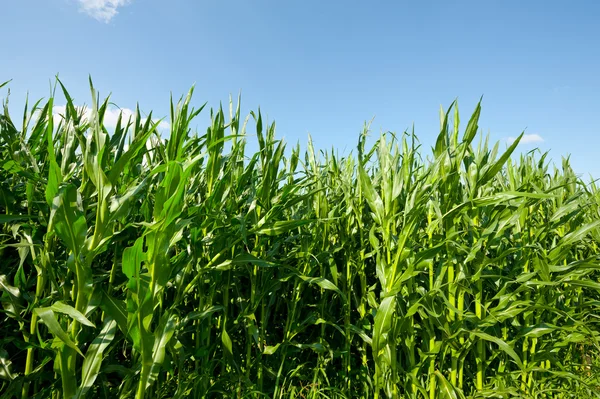 Grüner Mais — Stockfoto