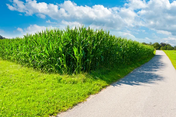 Corn Fields — Stock Photo, Image