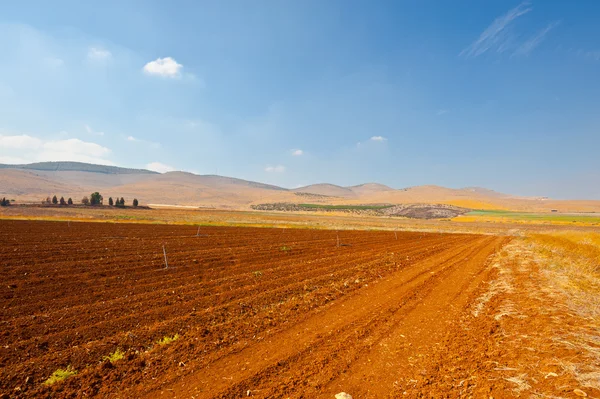 Campo folheado — Fotografia de Stock