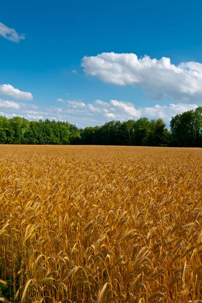 Weizenfelder — Stockfoto