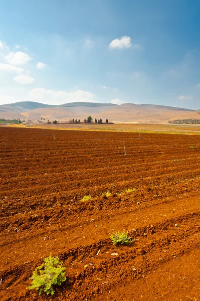 Champ en Israël — Photo