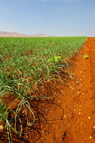 Cebola verde — Fotografia de Stock