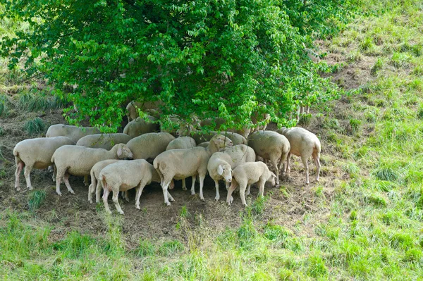 ग्रेझिंग मेंढी — स्टॉक फोटो, इमेज