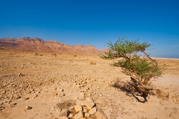 Strom v poušti — Stock fotografie