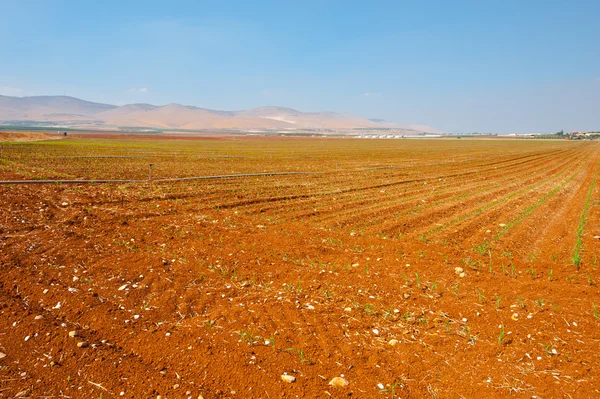 Irrigation en Israël — Photo
