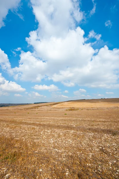 Palestine — Stock Photo, Image