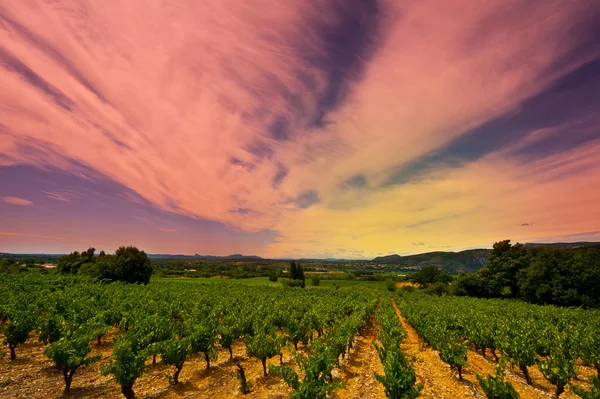 Západ slunce nad vinicí — Stock fotografie