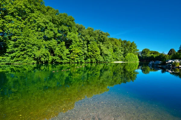 Wildenten — Stockfoto