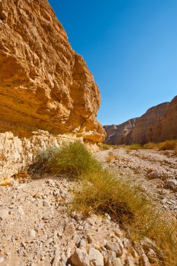 arazi