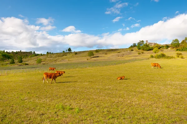 Prados alpinos — Foto de Stock