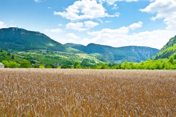 Vetefält — Stockfoto