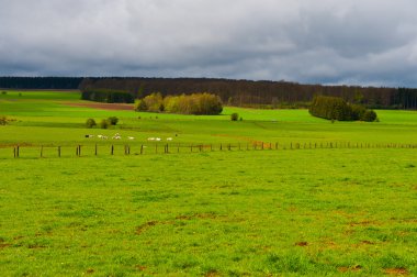ardennes çayıra