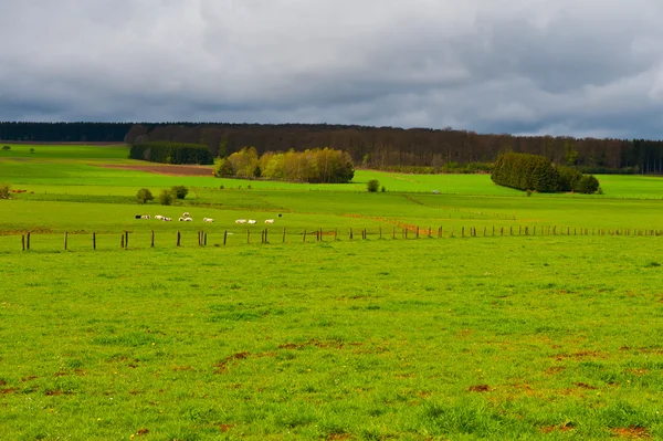 Pasture in de Ardennen — Stockfoto