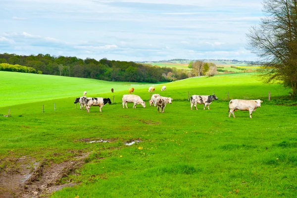 Pasture — Stock Photo, Image