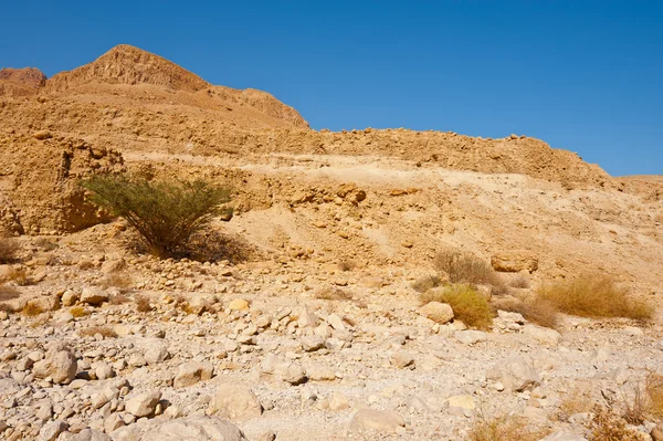 Judean Desert — Stock Photo, Image