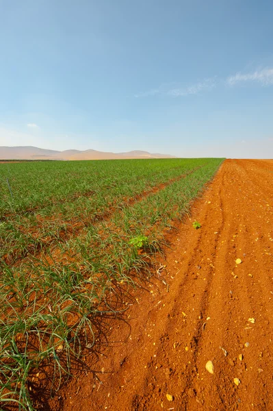 Terreni agricoli — Foto Stock