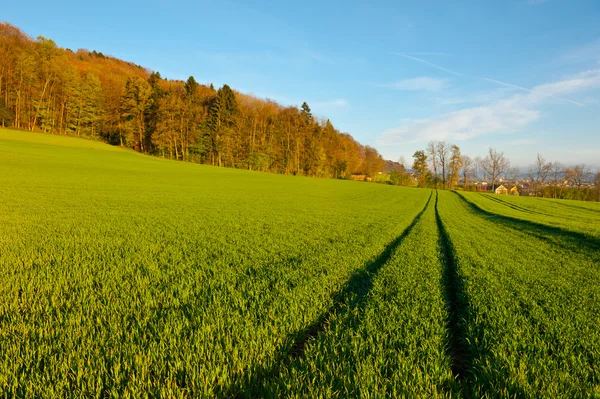 Rut på gräs — Stockfoto