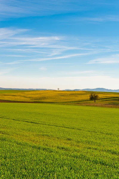 Eenzame boom — Stockfoto