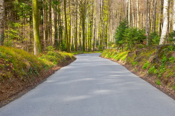 Forest Road — Stock Photo, Image