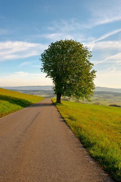 Grüner Baum — Stockfoto