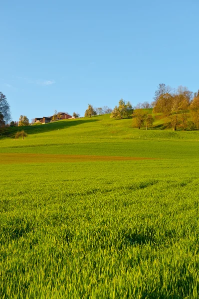 Zielone pola — Zdjęcie stockowe