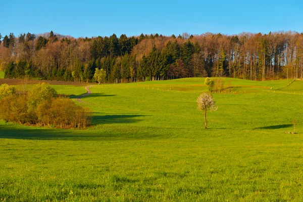 Pochyła łąki — Zdjęcie stockowe