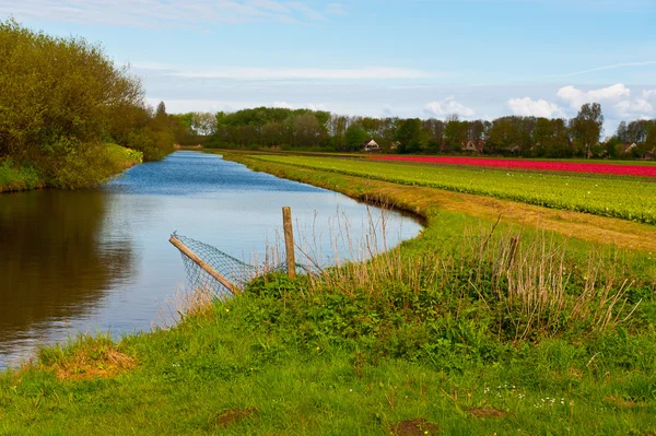 Blommor — Stockfoto