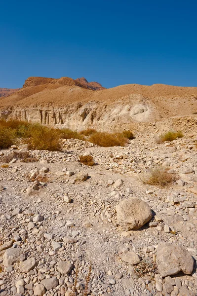 Dry Riverbed — Stock Photo, Image