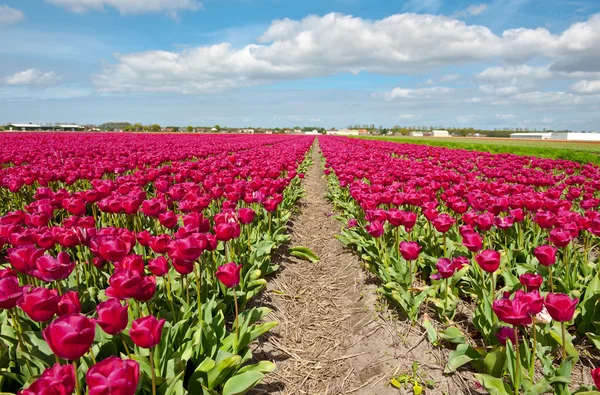 Hollanda — Stok fotoğraf